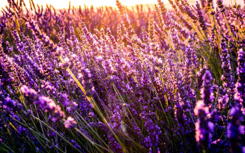 closeup photo of lavender bed