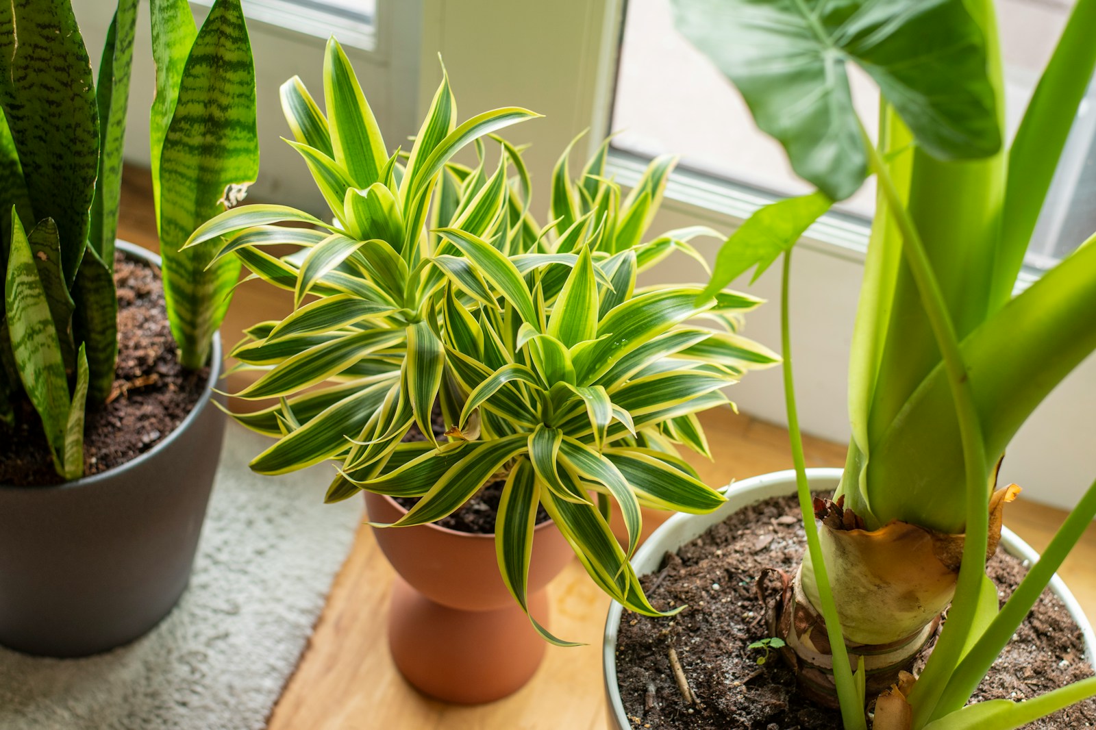 green plant on brown clay pot